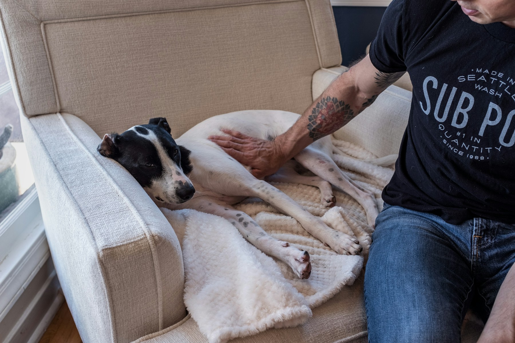 A relaxed black and white dog being stroked while lying on an armchair